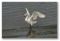 A Swan in the river Suir, Waterford, click here..