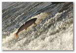 Salmon and Seatrout jumping in river Nore, click here..