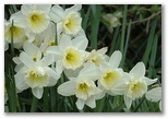 Daffodils and Spring in Ireland, click here..