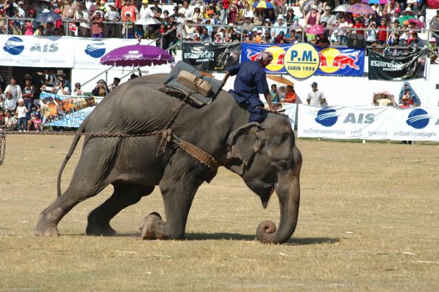 dsc_6771.jpg (large)