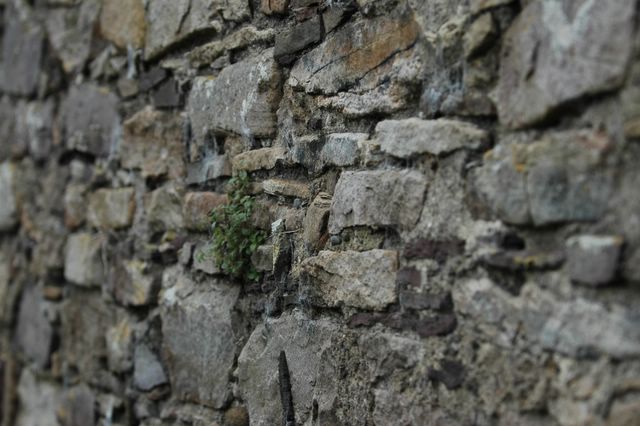 dsc_0286.jpg (large)