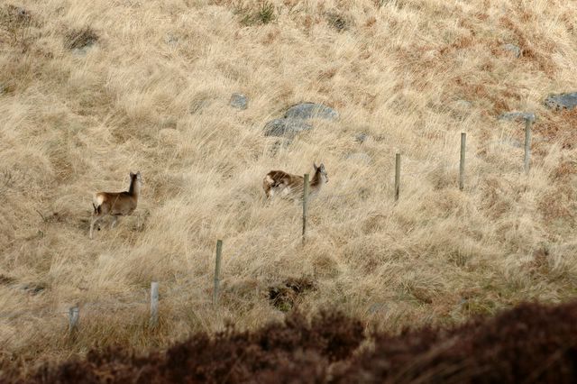 dsc_1455.jpg (large)
